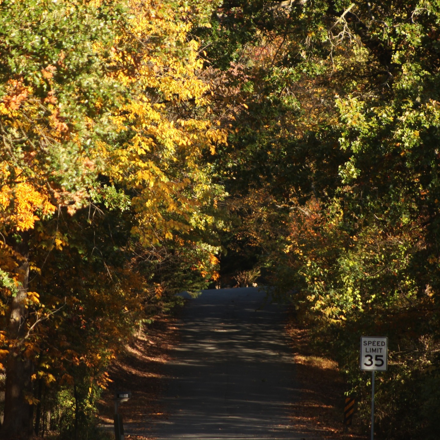 #fallvibes #autumn