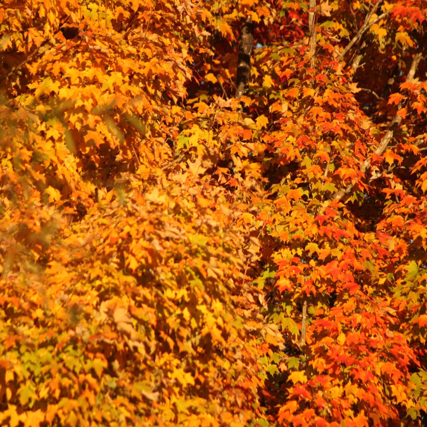 #autumn #fallvibes #photography #nature