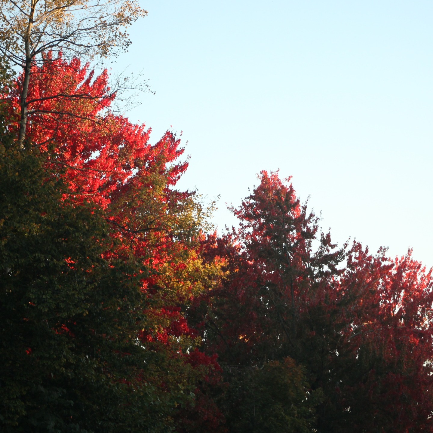 #fallvibes #autumn #photography #nature