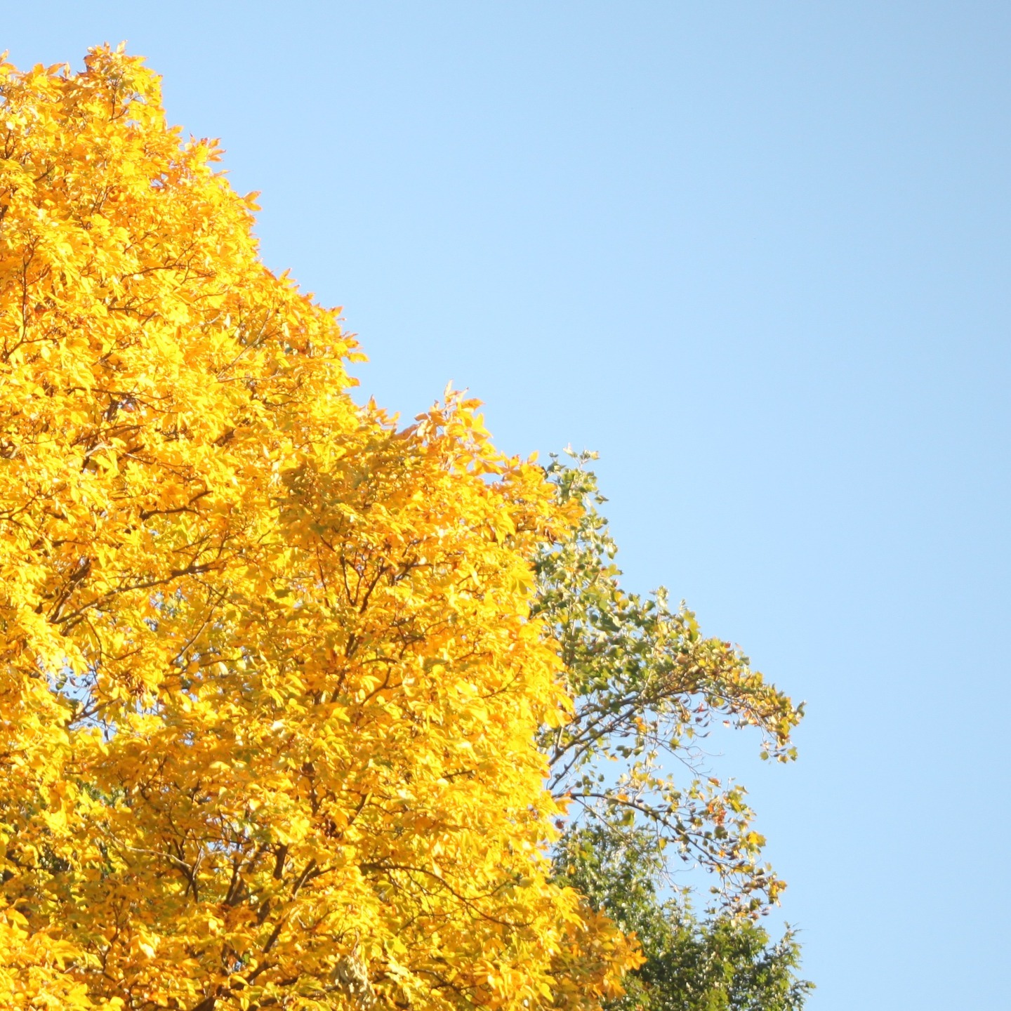 #fallvibes #autumn #photography #nature